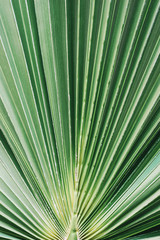 Close-up of lush green palm leaf. Tropical jungle foliage. Natural striped texture, pattern...