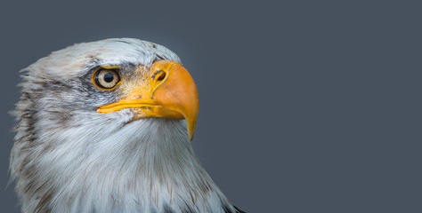 Bald eagle head
