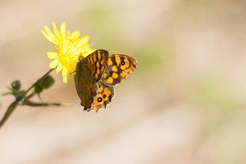 butterfly on flower