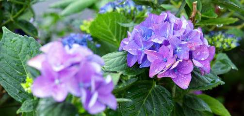 Blue Hydrangea background. Macro photo. Flowers background.