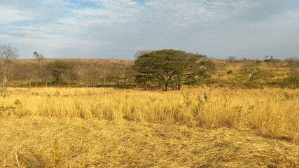 Fototapeta premium field and blue sky