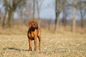 Rhodesian Ridgeback Junghund