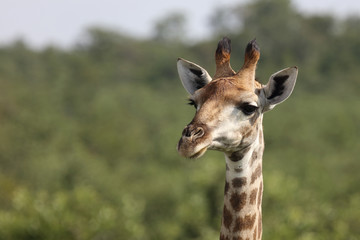 Giraffe / Giraffe / Giraffa Camelopardalis