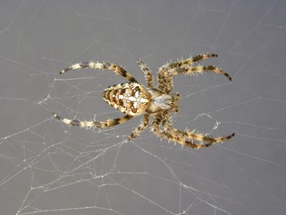 spinne