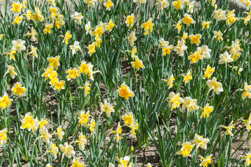 Flower bed with yellow daffodil flowers blooming in the spring, Spring flowers, floral, primroses