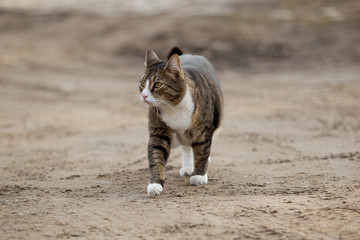 Hauskatze