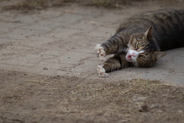 Hauskatze