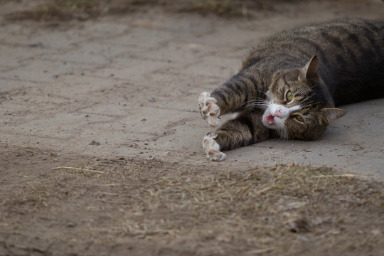 Hauskatze