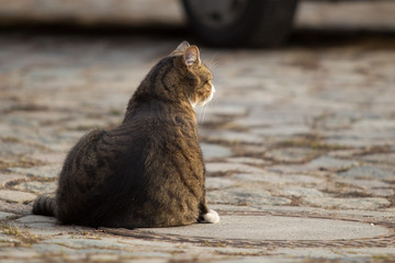 Hauskatze
