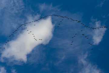 flight of cranes