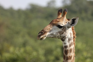 Giraffe / Giraffe / Giraffa Camelopardalis