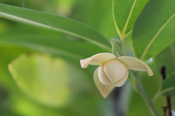 Melodorum fruticosum leaf and yellow flower on blurred background. 