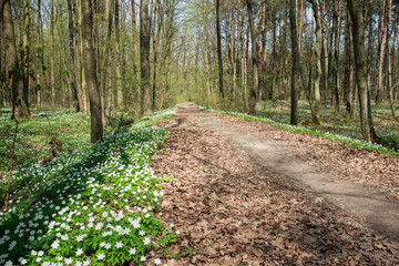 Path in the forest and blooming white flowers