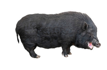 aggressive big black pig isolated