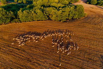Beautiful rural scenery in mountains. agricultural fields with sheep. © ververidis