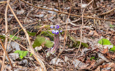 blue spring flower in forest