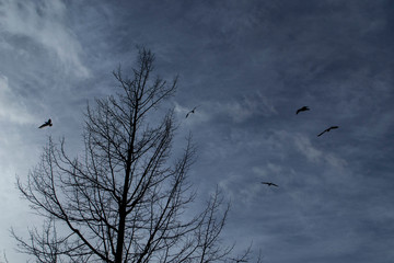 Himmel, Bäume und Möwen 