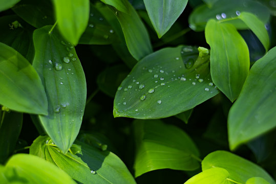 Green leaves uvularia grandiflora with drops
