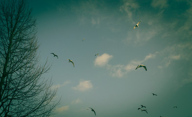 Himmel, Bäume und Möwen 