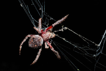 A female Garden Orb Weaver Spider wrapping up its food at Red Hill Nature Reserve, Canberra, Australia during the night of April 2019