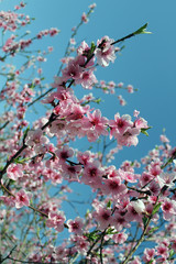 pink cherry blossom flower in spring time over blue sky.