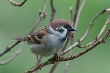 Feldsperling