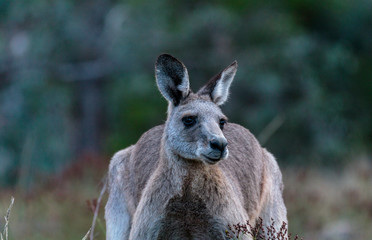 A head view, rightside, of a male Eastern Grey Kangaroo at Red Hill Nature Reserve, Canberra, Australia during the morning of April 2019