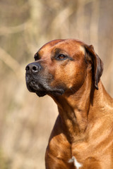 Hund Hunderasse Rhodesian Ridgeback Porträt