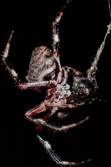 A female Garden Orb Weaver Spider wrapping up its food at Red Hill Nature Reserve, Canberra, Australia during the night of April 2019