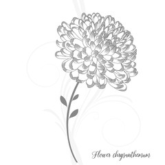 Monochrome Gerbera flower painted by hand. Element for design and creativity.