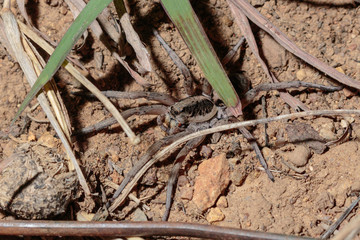 A Union Jack Wolf Spider searching for food at Red Hill Nature Reserve, Canberra, Australia during the night of April 2019
