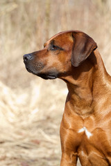 Rhodesian Ridgeback