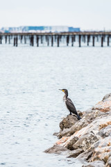 Cormoran en bord de mer