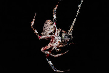 A female Garden Orb Weaver Spider wrapping up its food at Red Hill Nature Reserve, Canberra, Australia during the night of April 2019