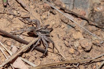 A Union Jack Wolf Spider searching for food at Red Hill Nature Reserve, Canberra, Australia during the night of April 2019