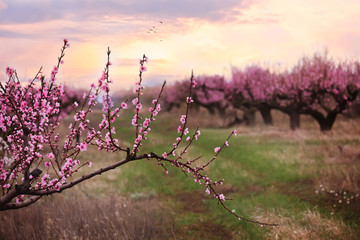 The lush blooming of pink flowers of the peach tree in the garden.