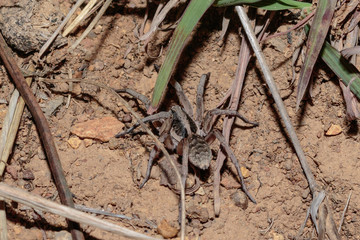 A Union Jack Wolf Spider searching for food at Red Hill Nature Reserve, Canberra, Australia during the night of April 2019