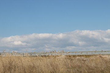 Fototapeta premium dry weeds and coluds