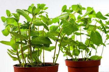 Mint bushes in a pot isolated on white background, closeup shot