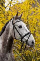 Obraz premium Pferd
