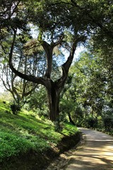 Leafy and green gardens in Sintra