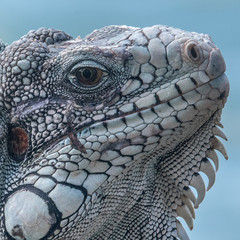 Iguane