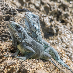 Iguane