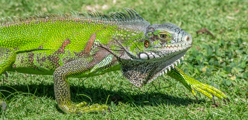 Iguane