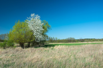 Flowering trees in a wild meadow and blue sky