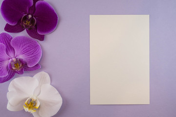 Violet paper background with white and purple orchids. Flat lay. Place for text.