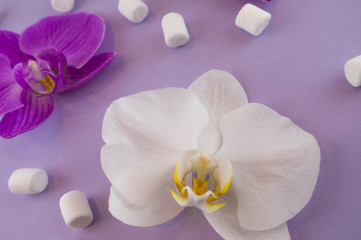 Violet paper background with white and purple orchids, and with marshmallows. Flat lay. Place for text.