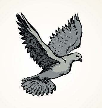 Vector illustration Flying dove