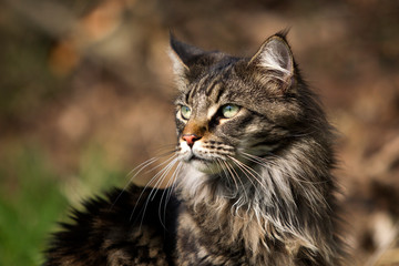 Obraz premium Norwegische Waldkatze