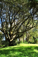 Fototapeta na wymiar Leafy and green gardens in Sintra